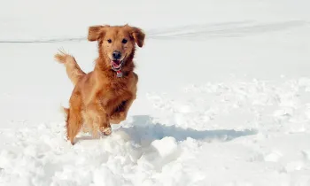 Dog running in snow