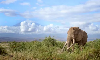 An elephant in the wild