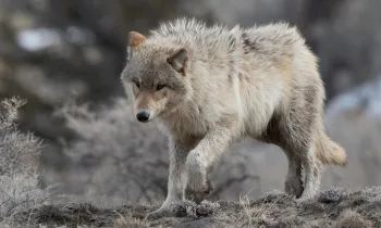 Gray (or grey) wolf with golden eyes heading downhill in Yellowstone National Park