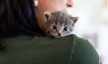 kitten on woman's shoulder