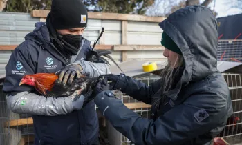 KS Cockfighting Rescue