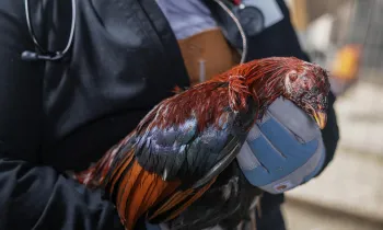 2025 Kansas Cockfighting Rescue