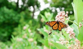 Butterfly in a humane backyard in Maryland
