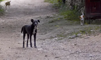 Haiti Street Dogs