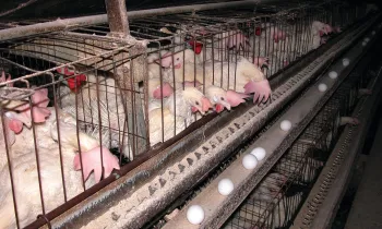 Chickens in cruel confinement of factory farming