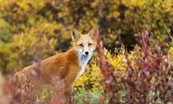 wild red fox