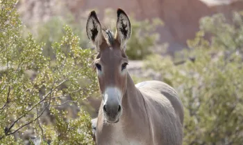 Wild burro in Arizona