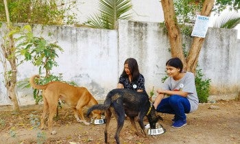 people feeding community dogs