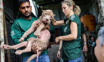 Our team saves a dog during rescue we organized involving the closure of a dog and cat slaughterhouse in Tomohon, North Sulawesi, Indonesia.