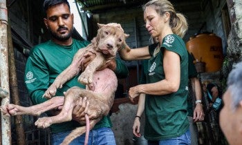 Our team saves a dog during rescue we organized involving the closure of a dog and cat slaughterhouse in Tomohon, North Sulawesi, Indonesia. 