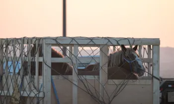 Image of live horse export in Canada