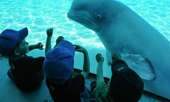 A beluga whale on display at Marineland. Marineland, Niagara Falls, Ontario, Canada, 2011.