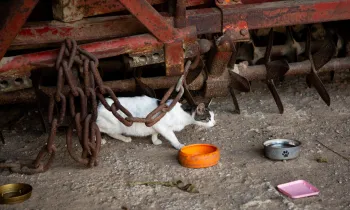 Sterilizing cats in Germany