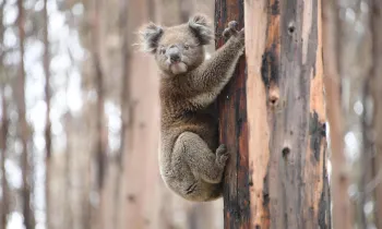 Koala during Australia Wildfires Response