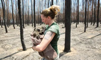 Australia Wildfires Response