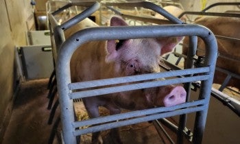 Rescued pig