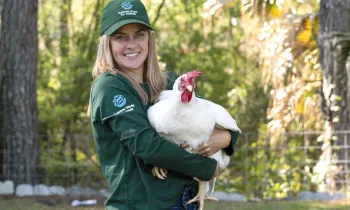 Staff interacts with pigs and chickens at er farm animal sanctuary, Yesahcan Sanctuary