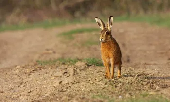 Brown hare