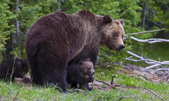 Bears at Yellowstone National Park