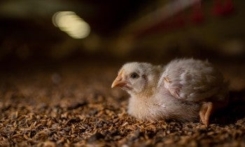 Chick