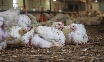 Chickens
