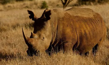 Southern White Rhinoceros in the wild.