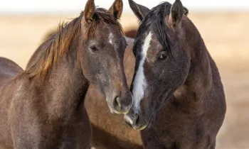 Happy horses stroll outdoors
