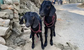 Goats rescued by HSI/India at the Indo-Nepal border checkpoints ahead of the Gadhimai festival 2024