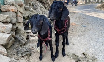 Goats rescued by HSI/India at the Indo-Nepal border checkpoints ahead of the Gadhimai festival 2024