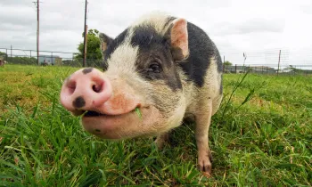 Monet the Pot-Bellied Pig at Black Beauty Ranch