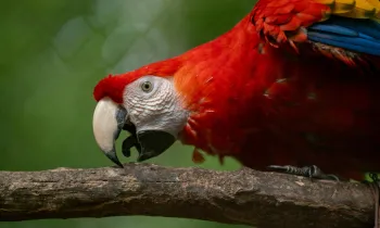 Scarlet Macaw, bird, in their rehabilitation cage