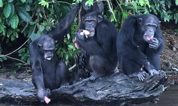 Liberia Chimpanzees - Sept 2017