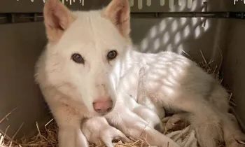 Rescued wolf-dog hybrid giving birth  