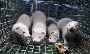 Four mink kittens with the skull of a fifth kitten