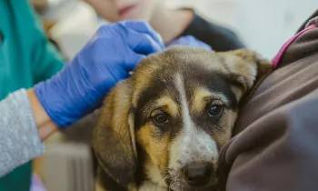 Spay and neuter clinic in Romania