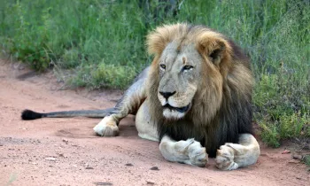 South Africa lion lying down