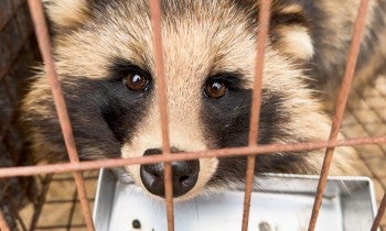 China fur farm