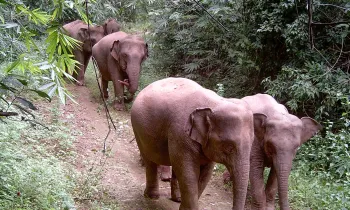 Wild Asian elephants