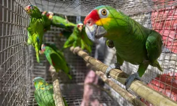 Parrots rescued from the wildlife trade