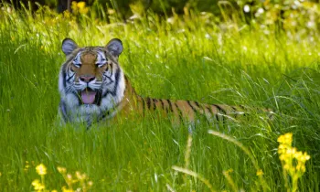 Tiger found outside San Antonio wandering the streets. Enjoying her 3 acre habitat. March 2023