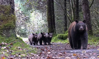 Bears walking through a forest
