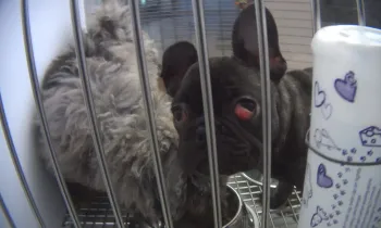 A French bulldog at Novi, Michigan, Petland, with cherry eye.