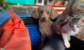 Companion animals receive veterinary care in Costa Ricca