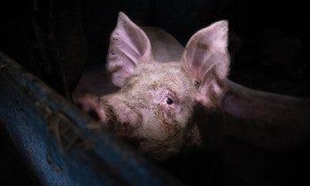 Peering through the gloom of a barn, one of 500 pigs finds a chink of light on a bright summer morning
