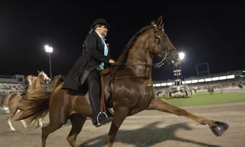 Tennessee Walking Horse National Celebration
