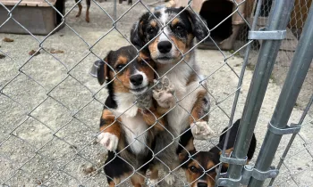 A group of three dogs stand next to a kennel