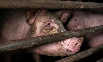 Pig behind bars