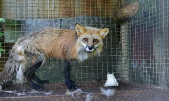 Red fox on fur farm