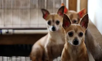 Chihuahuas sit scared in their kennel at a puppy mill