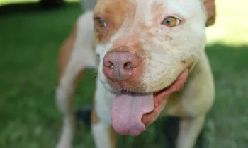 Pit bull-looking dog